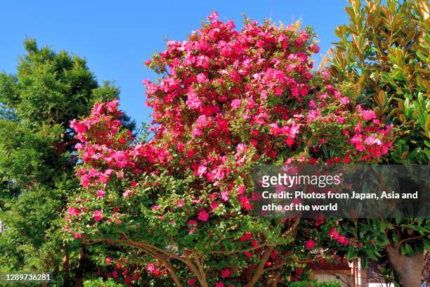 camellia sasanqua flowers - evergreen plant stock pictures, royalty-free photos & images