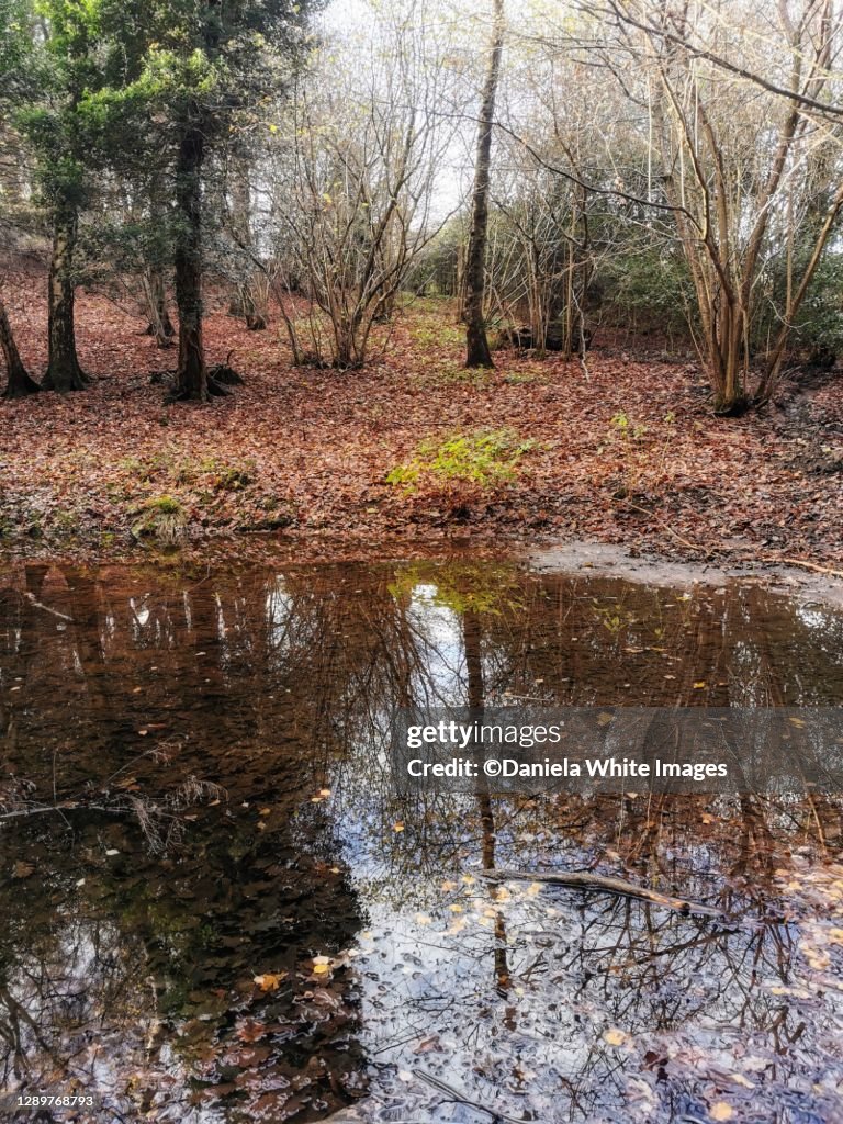 A walk on Winter fold forest, Surrey, England