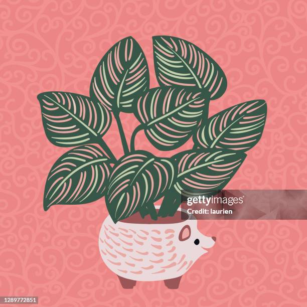 pin striped calathea in hedgehog planter - calathea pink stock illustrations