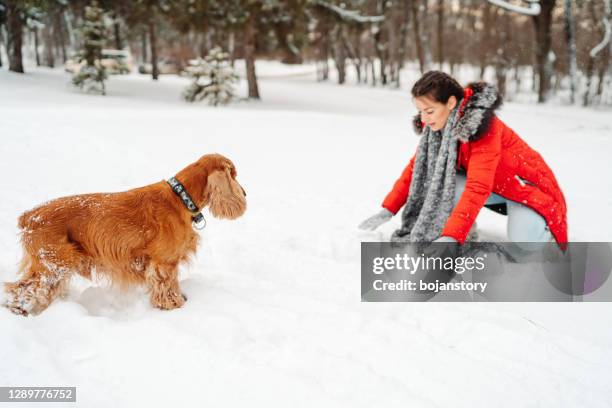 log kvinna spendera vinterdag med sin hund utomhus - cocker spaniel bildbanksfoton och bilder