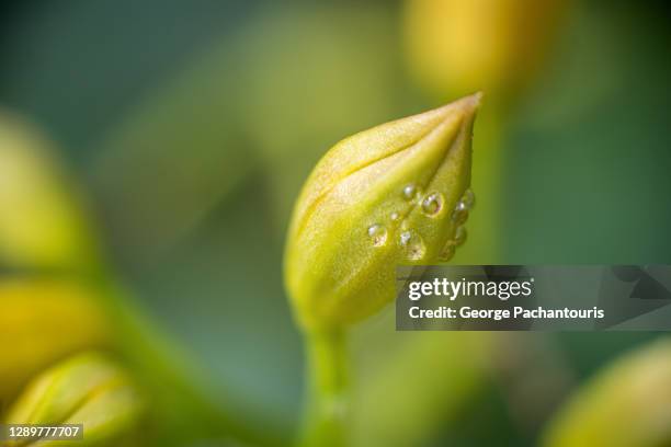 macro photo of water droplets on closed flower bud - bocciolo foto e immagini stock