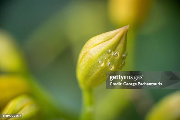 macro photo of water droplets on closed flower bud - closed flower buds stock pictures, royalty-free photos & images