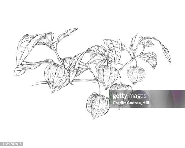 illustrazioni stock, clip art, cartoni animati e icone di tendenza di penna vegetale lanterna cinese physalis e disegno a inchiostro. illustrazione eps vettoriale - lanterna cinese