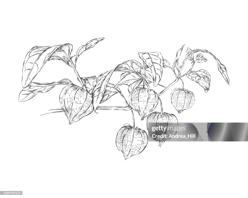 Physalis Chinese Lantern Plant Pen en Inkt tekening. Vector EPS-illustratie