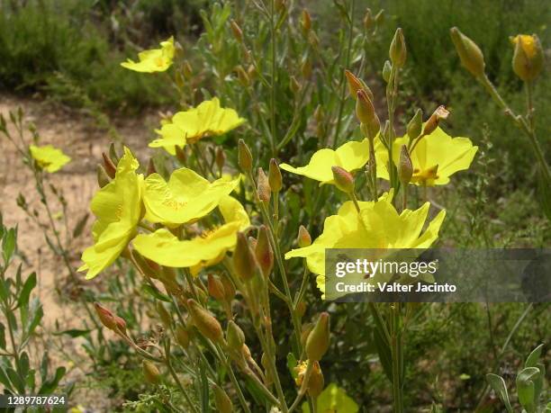 rockrose (halimium halimifolium) - halimium stock pictures, royalty-free photos & images