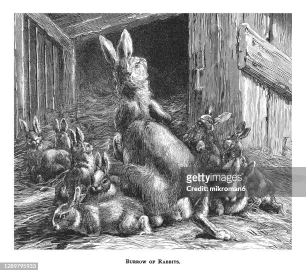 old engraved illustration of example of rapid multiplication - "burrow of rabbits" by hector giacomelli - rabbit burrow stock-fotos und bilder