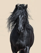 Black Andalusian Horse with long mane.