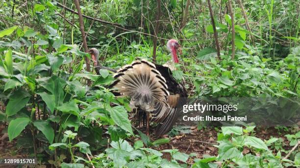 turkey - turkey hunting 個照片及圖片檔