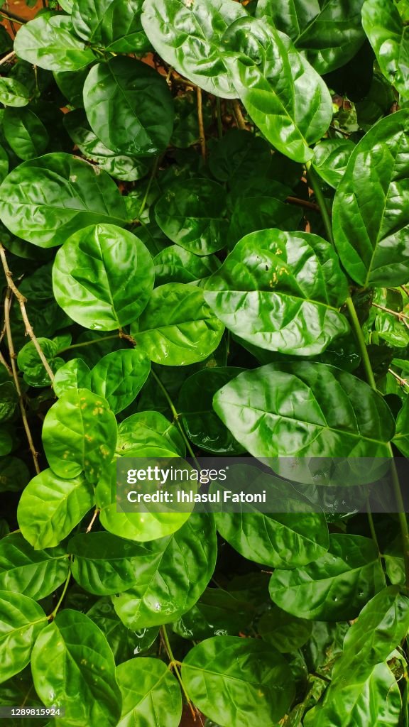 Jasminum sambac