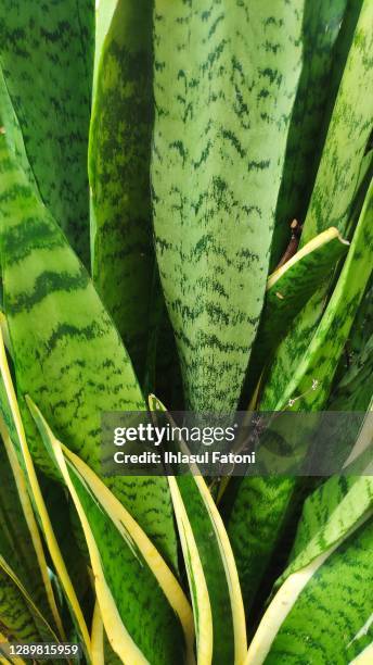 dracaena trifasciata - dracena plant - fotografias e filmes do acervo