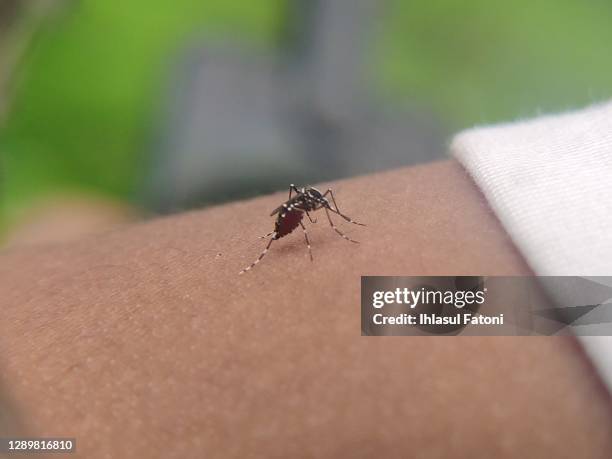 mosquitoes - dengue fotografías e imágenes de stock