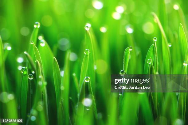 morning dew on grass - monokultur stock-fotos und bilder