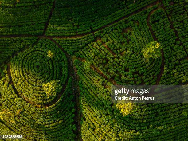 tea plantation in nuwara eliya at sunrise, sri lanka. aerial view - sri lanka stock pictures, royalty-free photos & images