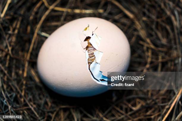 nova vida - hatching - fotografias e filmes do acervo