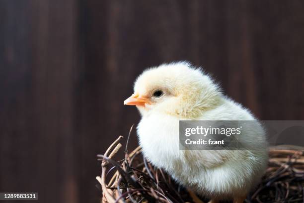Photo Poussin Poussin (Chicken) Photos et images de collection - Getty Images