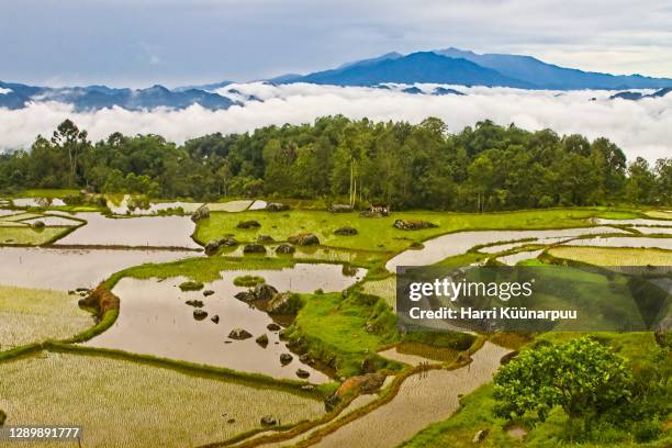 ricefields in clouds - makassar stock pictures, royalty-free photos & images