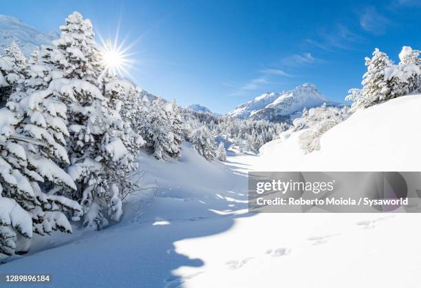 trees of alpine forest covered with snow lit by sun - snow top mountain pine tree stock pictures, royalty-free photos & images