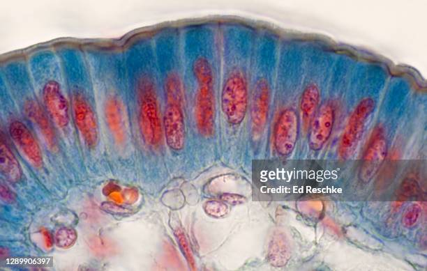 simple columnar epithelium, small intestine--250x - lamina propria stock-fotos und bilder