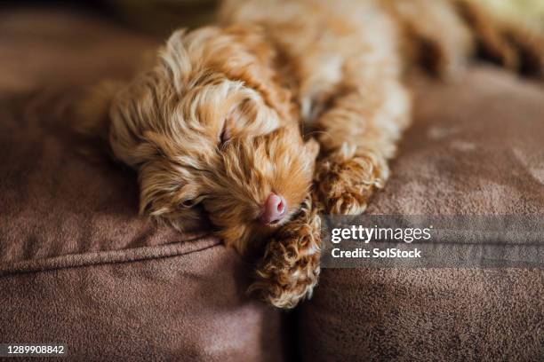 sleepy puppy - brown dog stock pictures, royalty-free photos & images