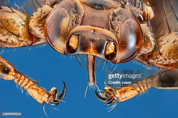 louse fly (hippoboscidae, lipoptena cervi, ked di cervo o mosca cervo) al microscopio 15x macro, isolato su sfondo blu. - succhiare il sangue foto e immagini stock