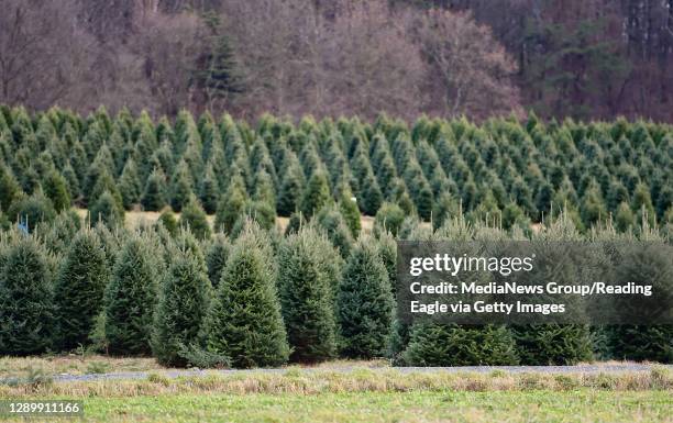 Richmond Township, PA Trees in the field. At Beck Tree Farms in Richmond Township Tuesday afternoon December 1, 2020 where people were selecting...