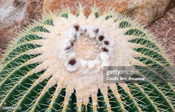 top view of seeds on golden barrel cactus (echinocactus grusonii). - grusonii stock pictures, royalty-free photos & images