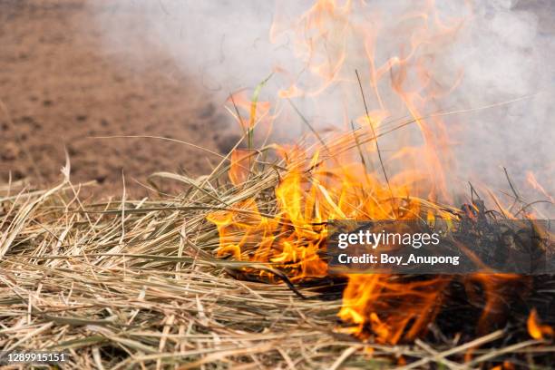 Grass Rfire Grass Fire Photos and Premium High Res Pictures - Getty Images