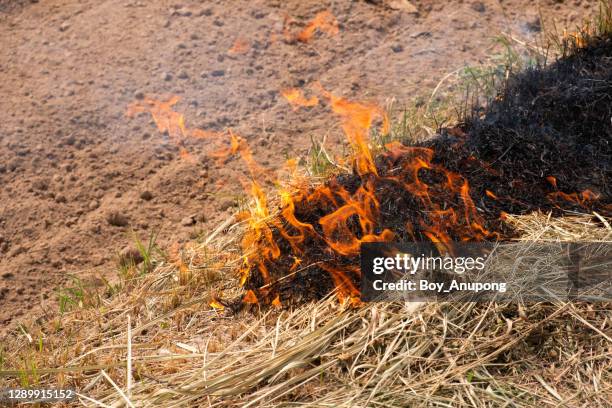 13,141 Fire Grass Stock Photos, High-Res Pictures, and Images - Getty ...