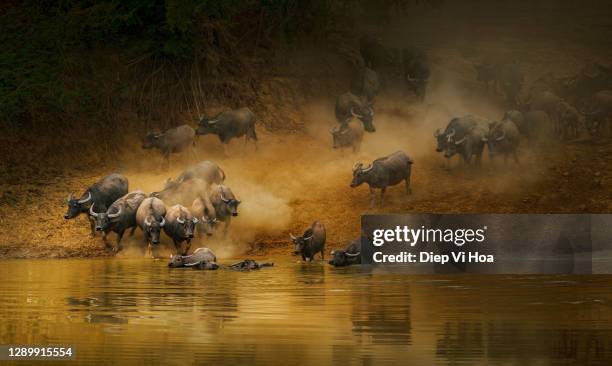 group of buffalo crossing river - wasserbüffel stock-fotos und bilder