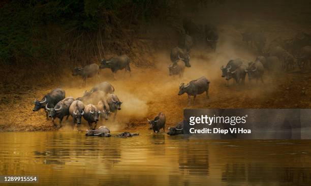 group of buffalo crossing river - kérabau photos et images de collection
