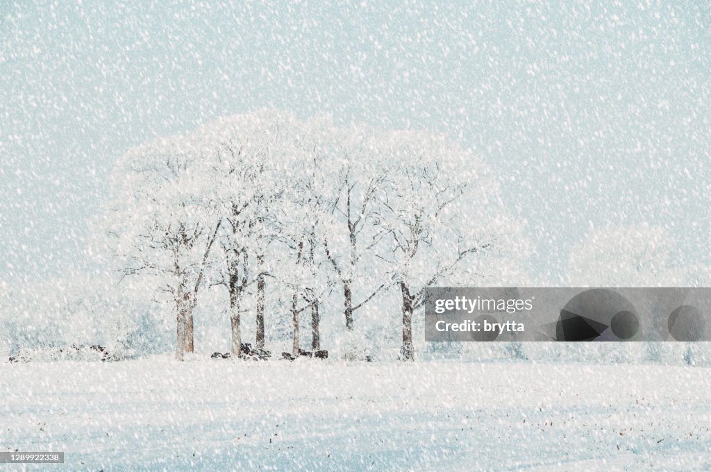 Snow landscape with frosted trees