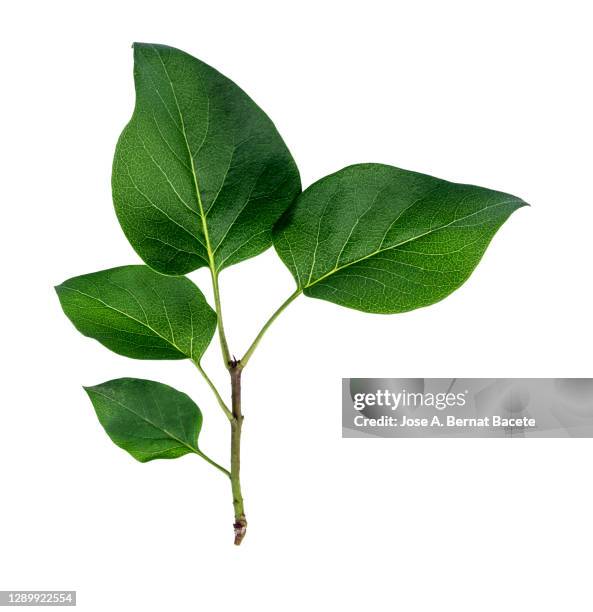 full frame, close-up of twig with green leaves on a white background. - blad stockfoto's en -beelden