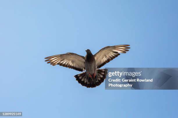 pigeon flying - pigeons stock pictures, royalty-free photos & images