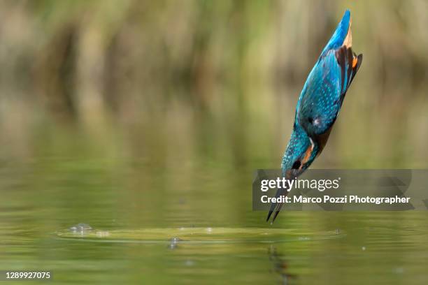 the dive of the bird - kingfisher river stock pictures, royalty-free photos & images