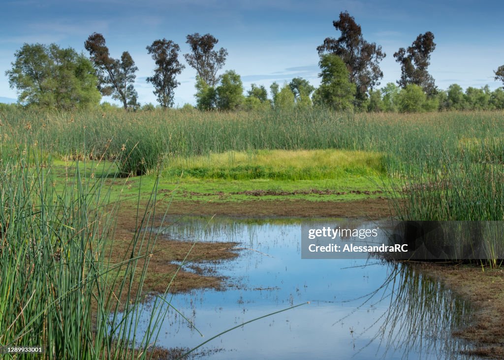 Vue de marais de refuge de faune de Sacramento