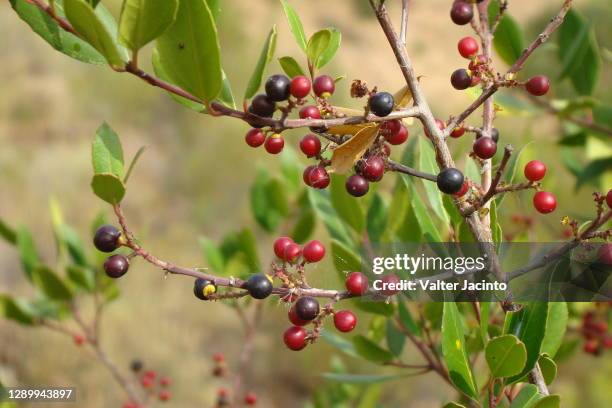 italian buckthorn (rhamnus alaternus) - buckthorn stock pictures, royalty-free photos & images