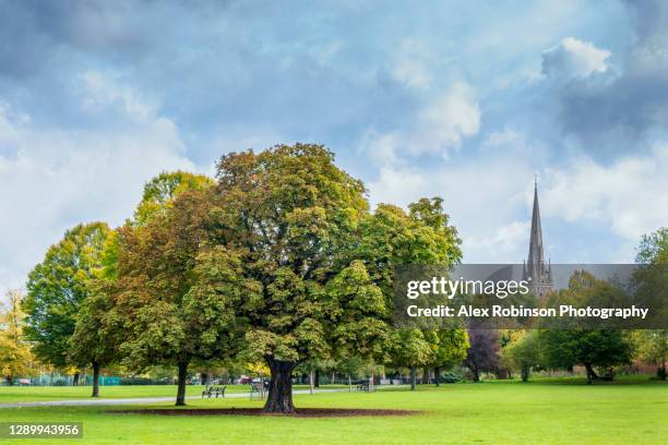 autumn trees in clissold park, a public park in stoke newington, london - hackney stockfoto's en -beelden