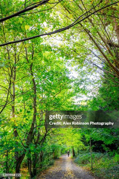 a distant figure walking along a pathway in english woodland - northpark stock pictures, royalty-free photos & images