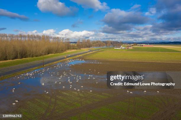 aerial view of migrating trumpeter swans in skagit valley, washington. - スカジット郡 ストックフォトと画像