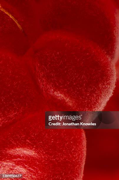 close up red raspberry - red berry stock pictures, royalty-free photos & images