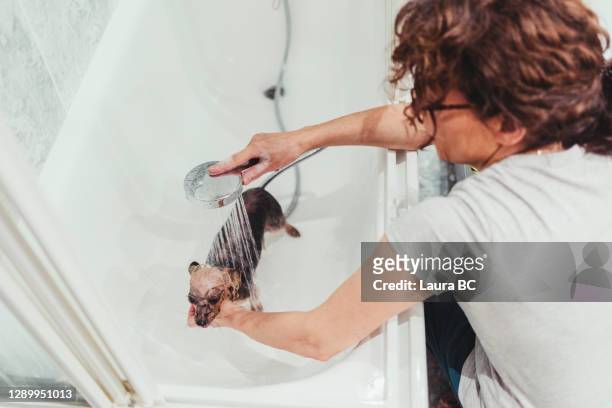 little dog having a bath with the water going over its body - woman bath tub wet hair stock pictures, royalty-free photos & images