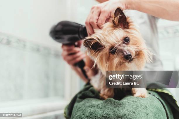 unrecognizable woman drying her dog with a hair dryer after a bath - fellpfleger stock-fotos und bilder