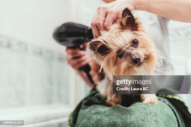 unrecognizable woman drying her dog with a hair dryer after a bath - groomer stock pictures, royalty-free photos & images