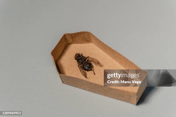 dead fly on a cardboard coffin on pink background - coffin photos et images de collection