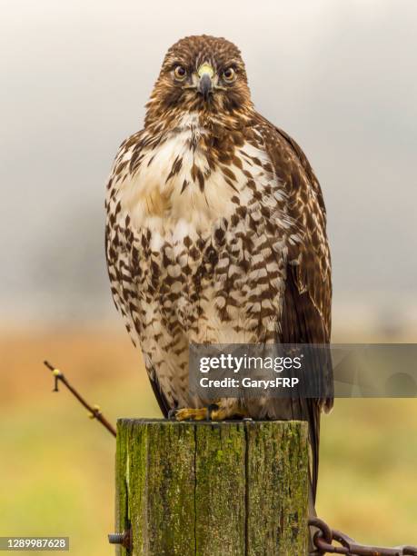 rood-tailed havik die op de achtergrond van de mist van de post wordt neergestreken de staat van washington - roodstaartbuizerd stockfoto's en -beelden