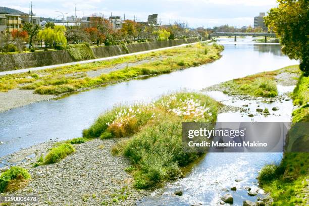 autumn view of kamo river, kyoto city - kamo river stock pictures, royalty-free photos & images