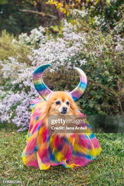 dog wearing costume, pomeranian dog with horns - halloween dog stock pictures, royalty-free photos & images