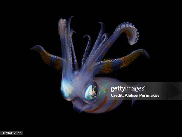 bigfin reef squid - sepioteuthis lessoniana - bigfin reef squid stock pictures, royalty-free photos & images