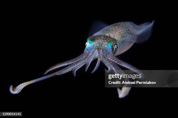 bigfin reef squid - sepioteuthis lessoniana - lula frita imagens e fotografias de stock