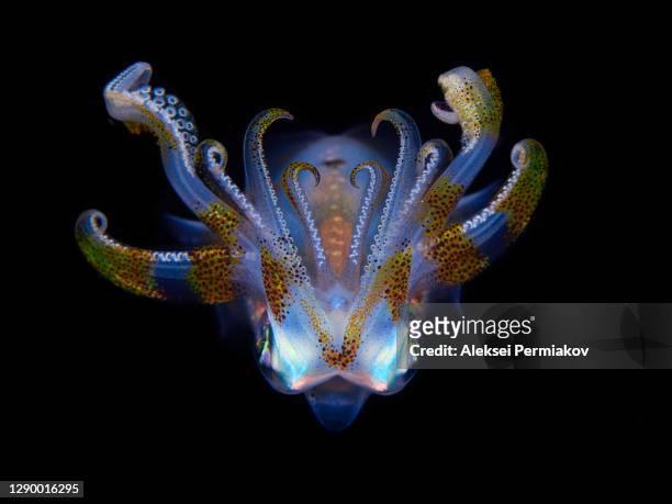 bigfin reef squid - sepioteuthis lessoniana - squid stock pictures, royalty-free photos & images